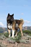 AKITA AMERICAIN 299